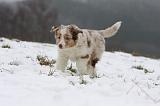 BERGER AUSTRALIEN PUPPIES 530